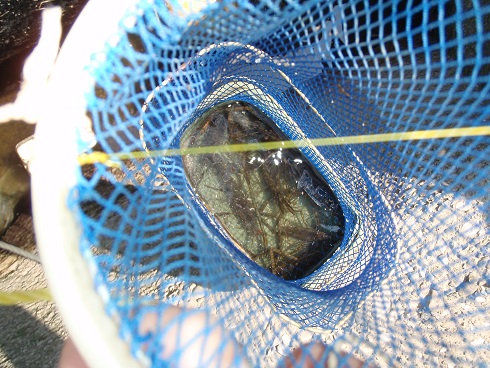 魚籠