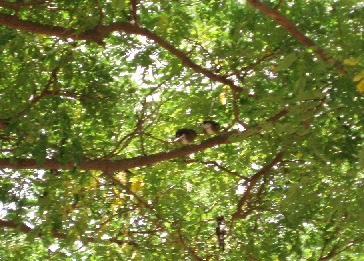 木の上の鳥